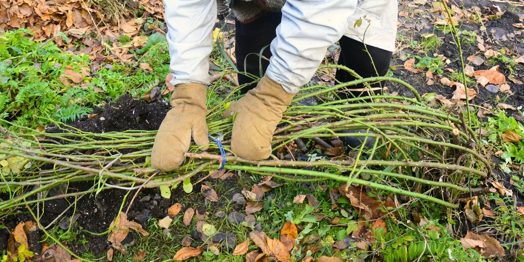 КАК ОБРЕЗАТЬ и УКРЫВАТЬ РОЗЫ на ЗИМУ?