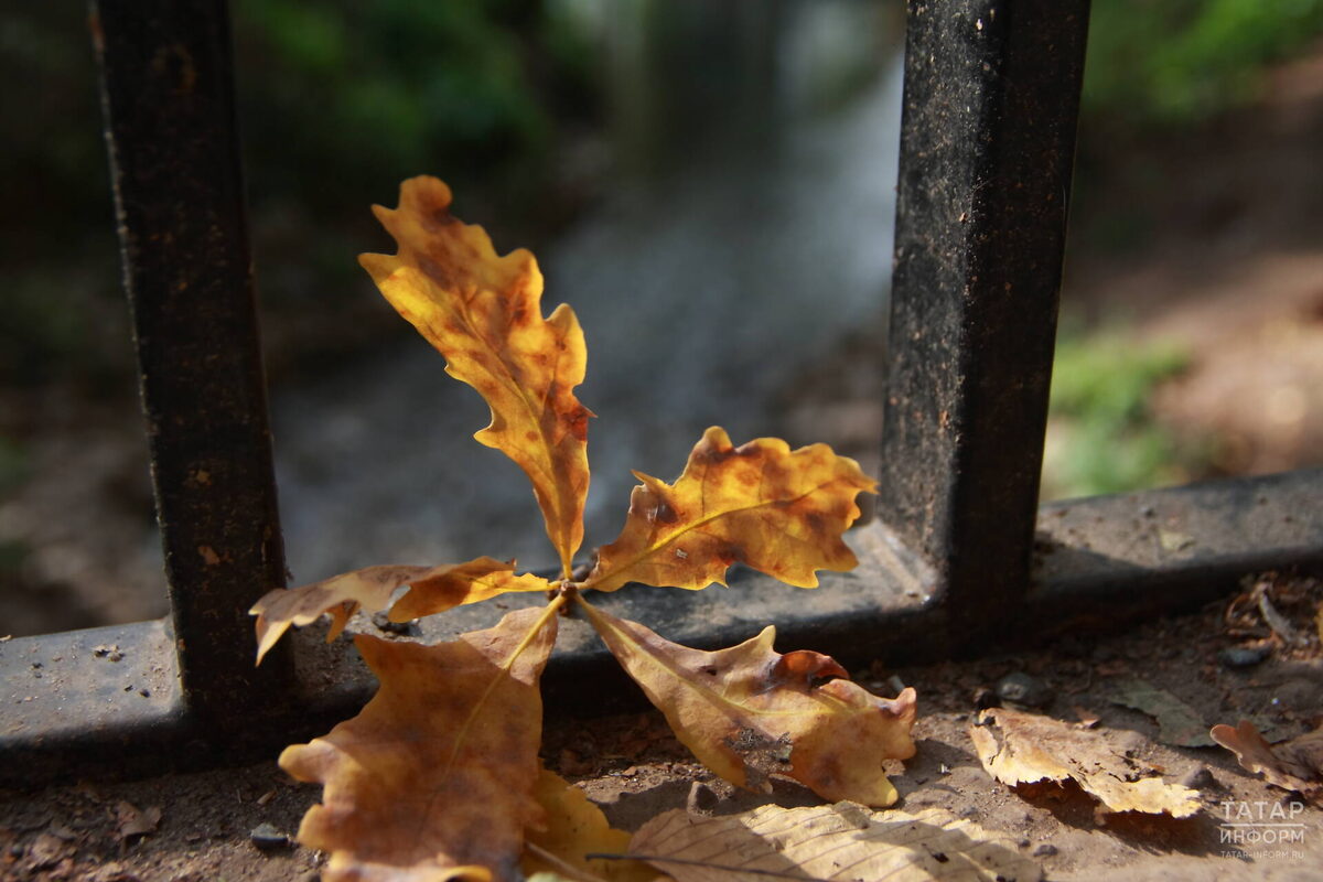 Фото: © Михаил Захаров / «Татар-информ»