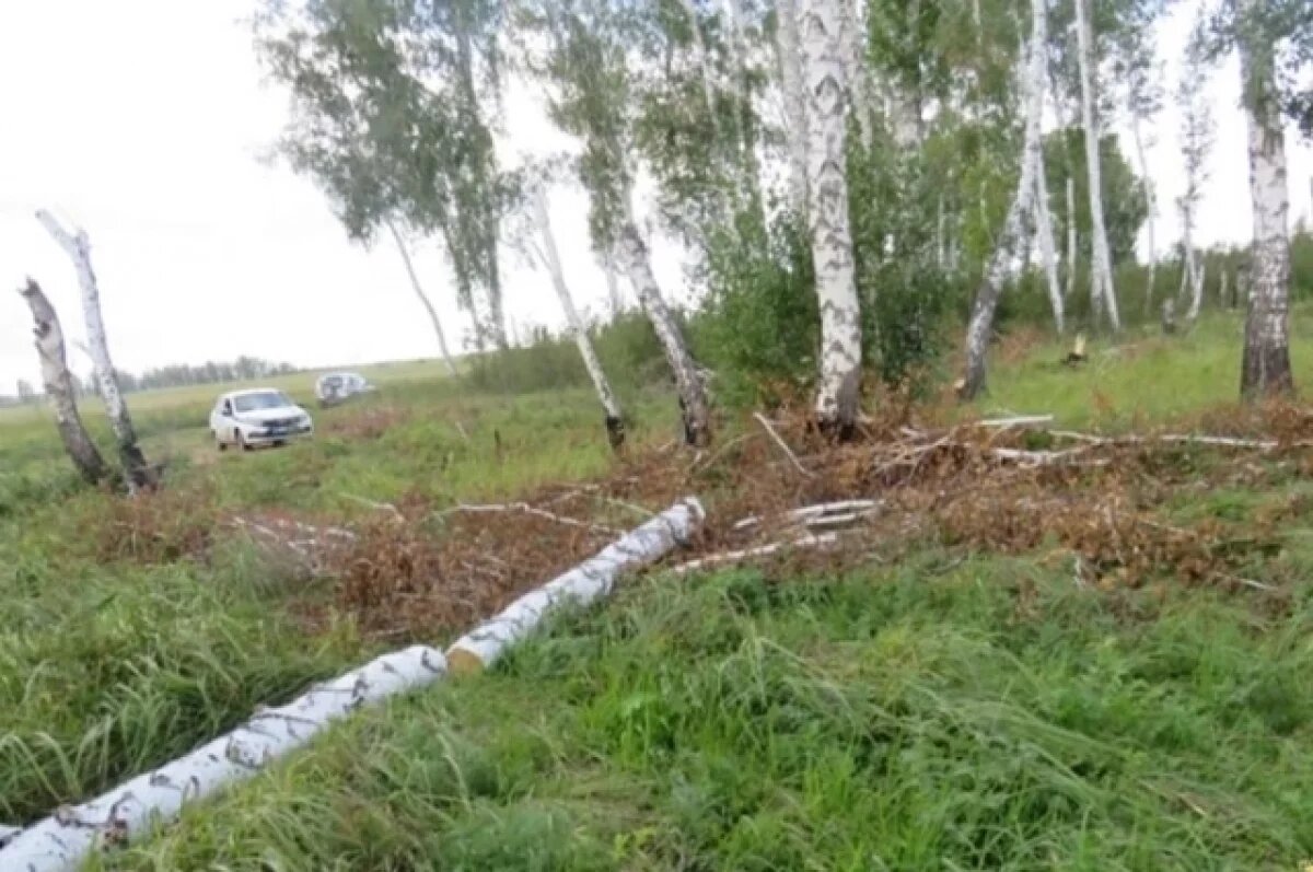    На Алтае женщина помогла полицейским поймать «черных» лесорубов