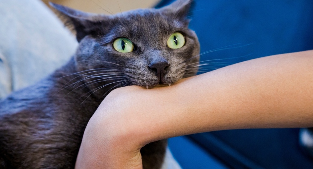 😼5 причин, почему твоя рука — лучший кошачий «перекус» или Почему кошка кусает гладящую руку?