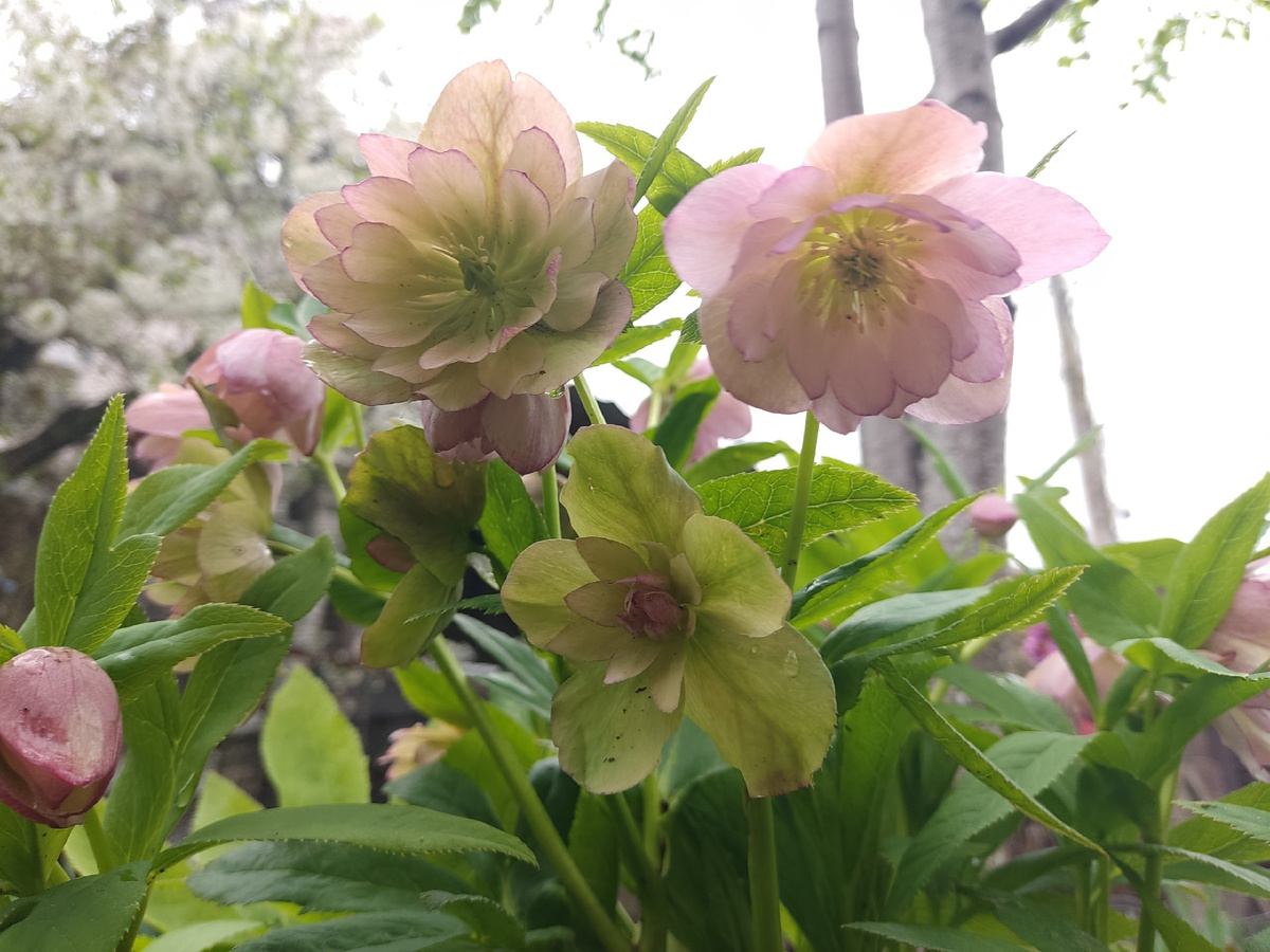 Второй морозник от Анны Гауэр