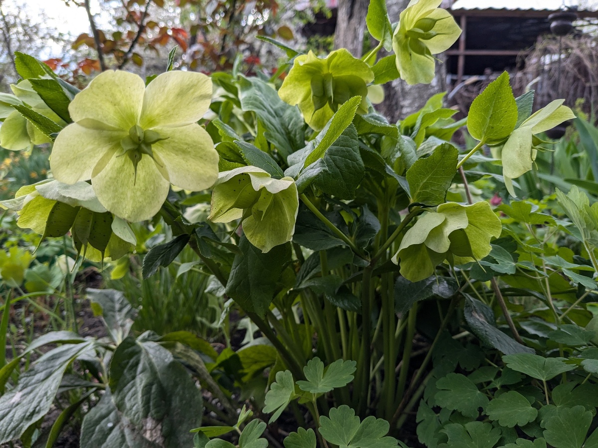 Первый морозник моего сада - от Анны Гауэр