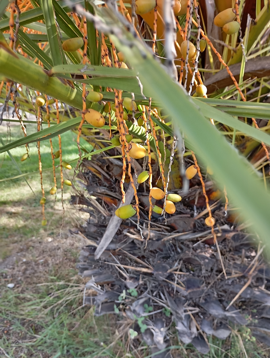 И даже плоды есть на пальме