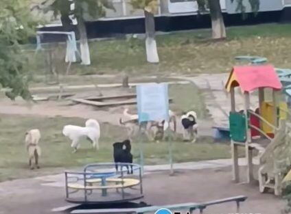    Фото: Telegram-канал «Инцидент Краснокаменск».