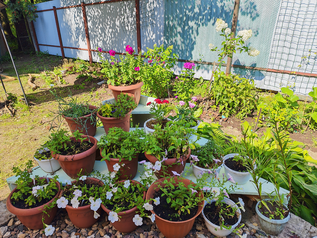 Подставка для цветов, которую в этом году сотворил мой муж, говорит мне о том, что нужно постараться и в следующем сезоне не допускать плохого цветения или его отсутствия. 