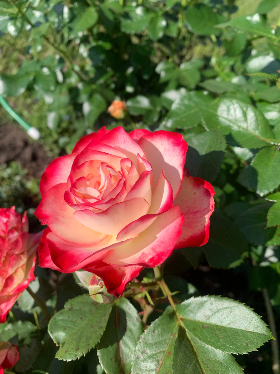 роза Юбилей Принца Монако, все фото автора