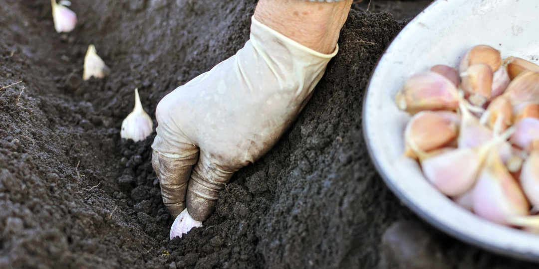Правила посадки озимого чеснока