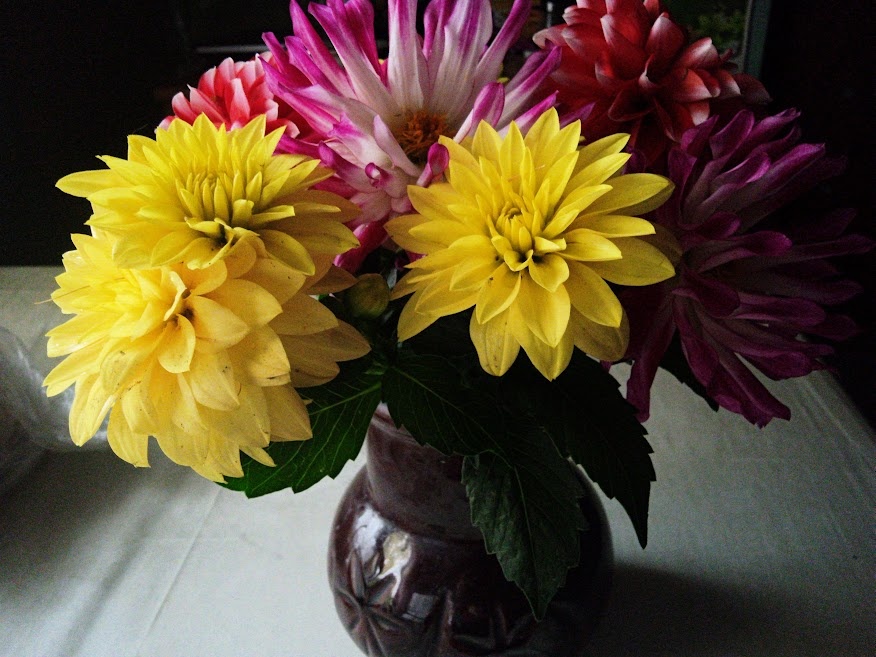 Все что осталось от георгинов