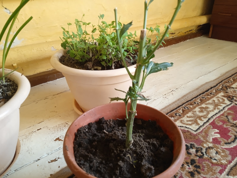 Прямо так, в горшке, в подпол поставлю 