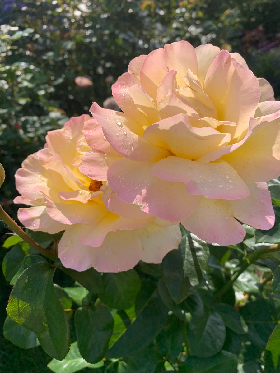 роза Глоия Деи, все фото автора