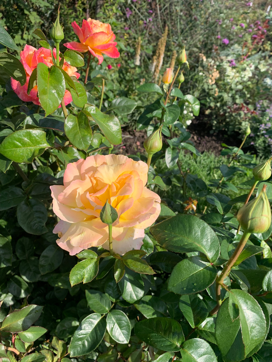 роза Глория Деи и Пульман Ориент Экспресс.