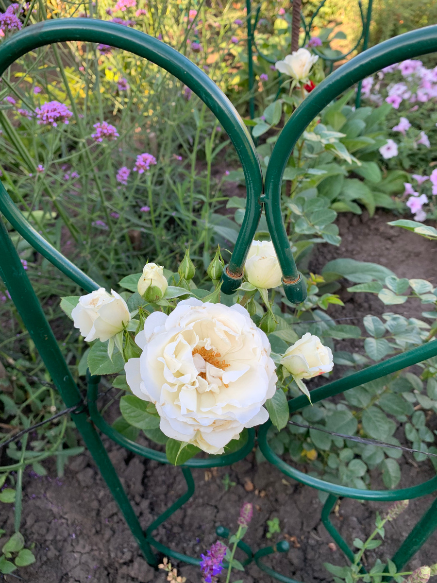 роза Вайс Вольке, все фото автора.