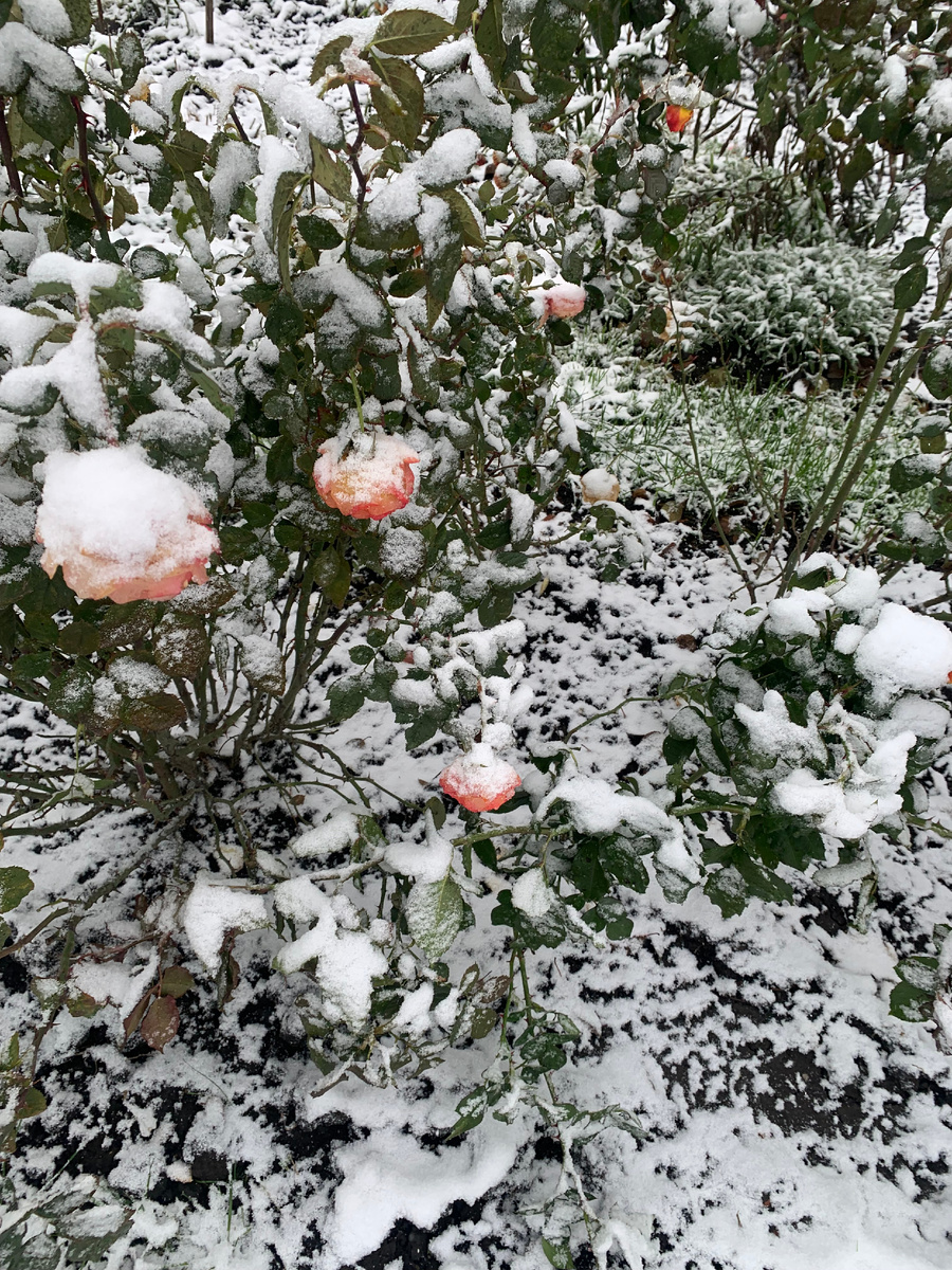 роы под снегом.