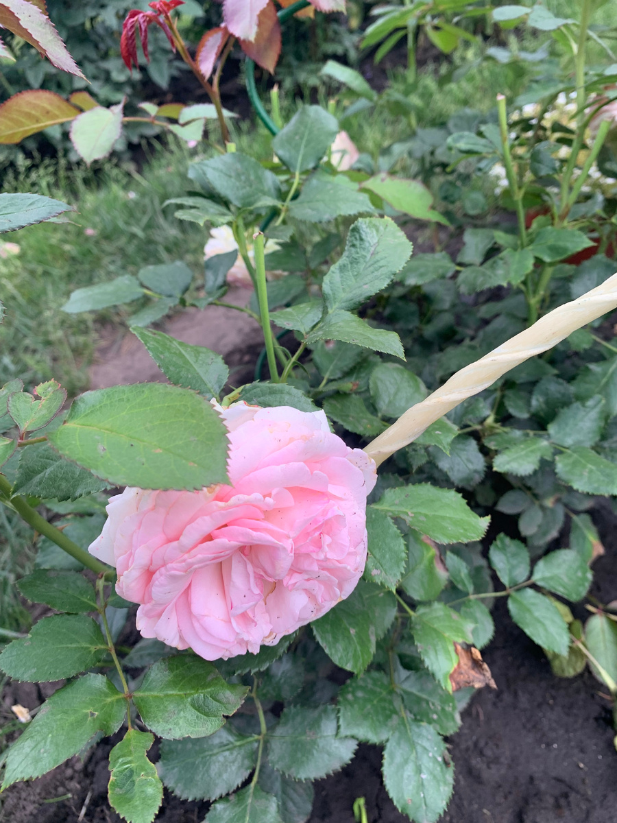 роза Оливия Роуз.