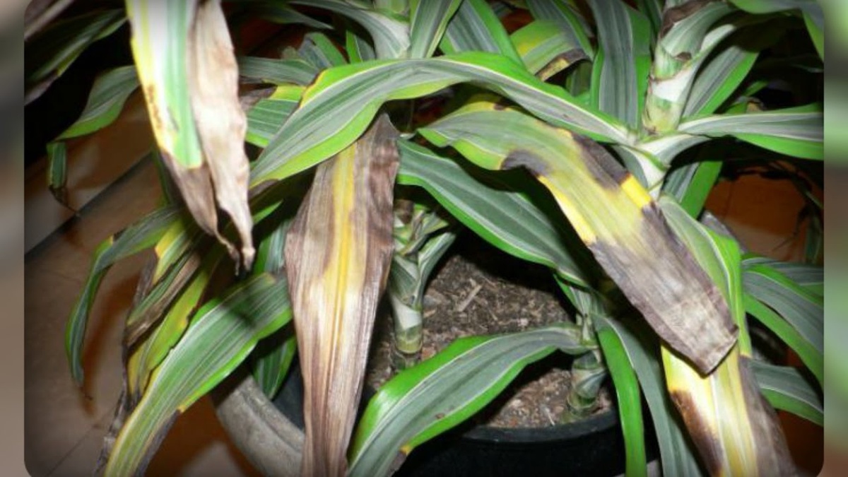 У драцены сохнут листья