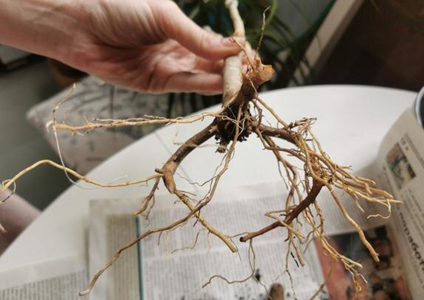 Корни драцены