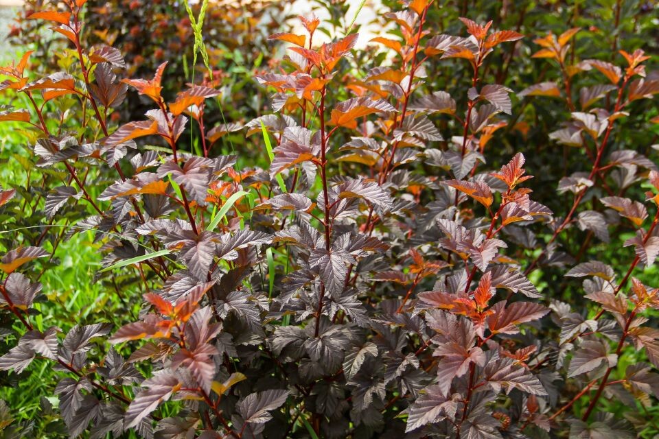    Сквер "Взлетный". Источник: Виталий Барабаш