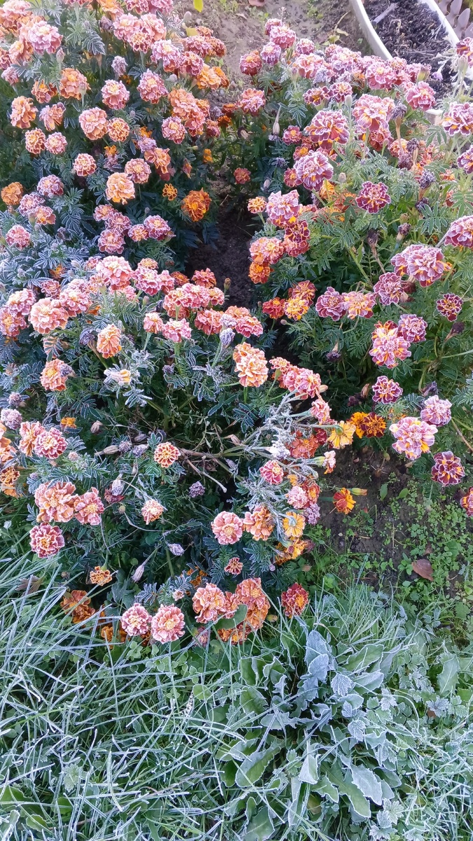 фото автора: прошел первый заморозок в Карелии, так выглядят бархатцы