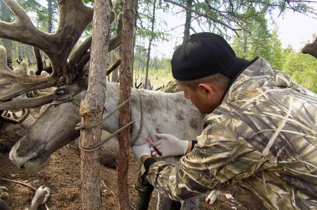    Бесплатная вакцинация сельхозживотных стартовала в Хабаровском крае