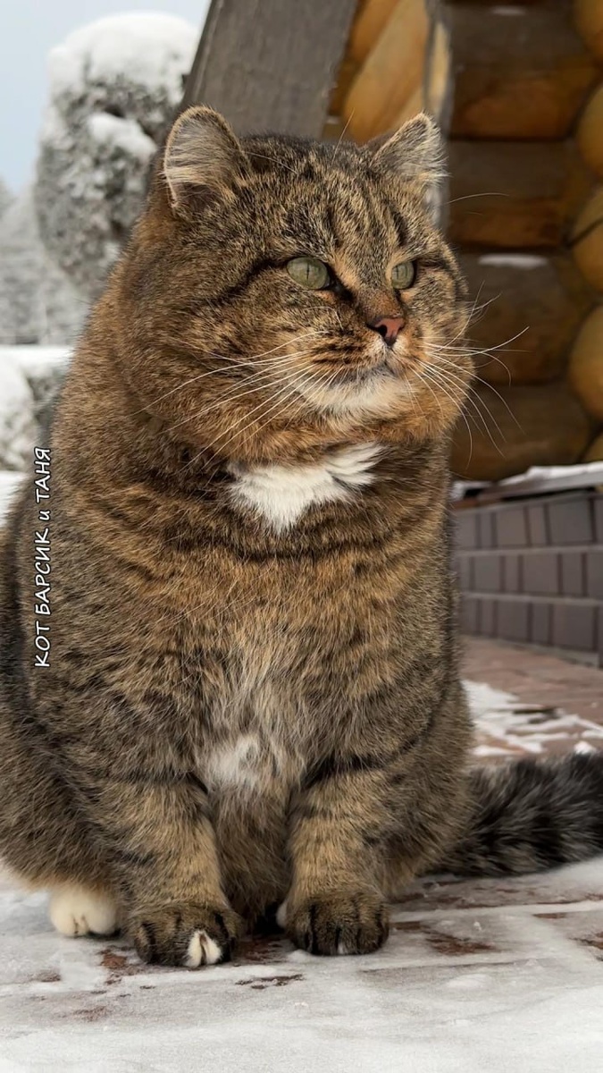 Лесной кот Барсик