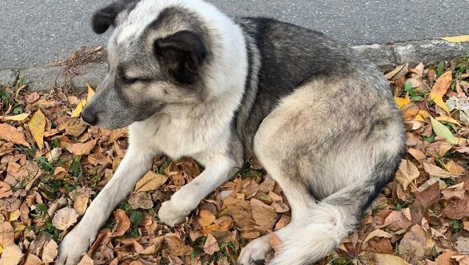 «Ищу человека»: в Уфе пройдет акция для бездомных животных