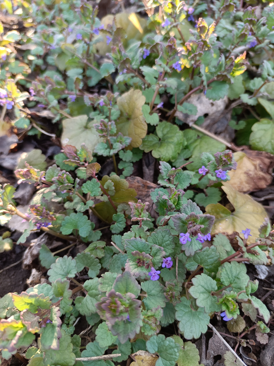 Будра плющелистная