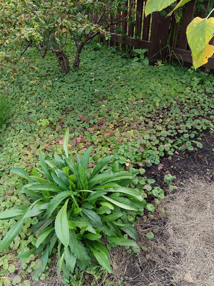 Будра разрослась