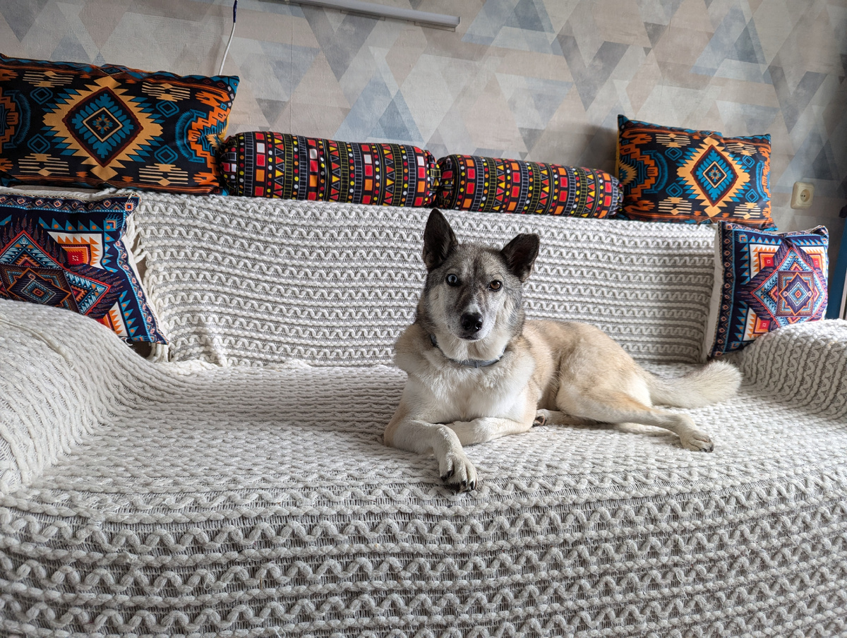 Первое фото Багиры в нашей семье.