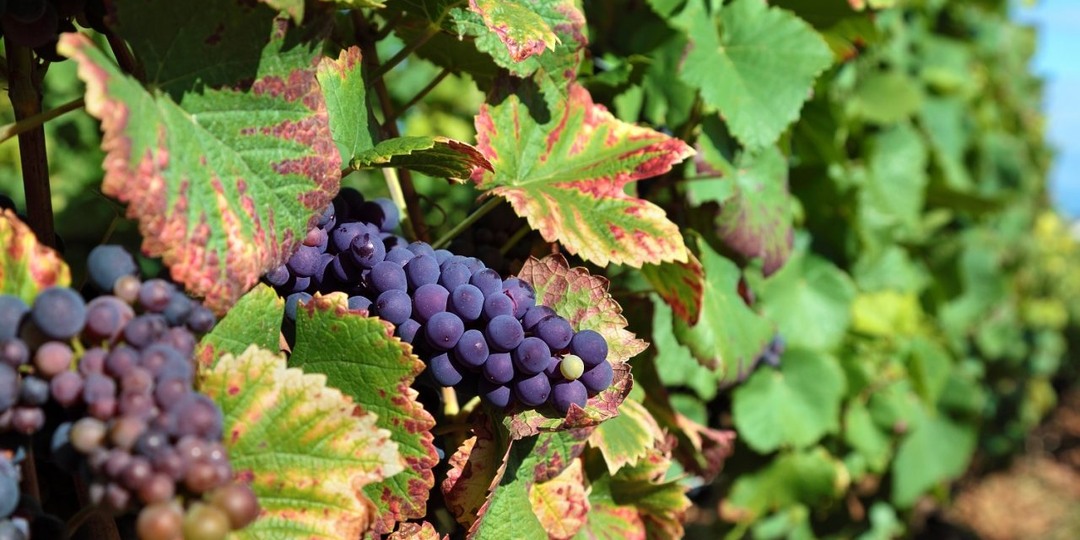 Как и когда правильно обрезать и укрыть виноград на зиму в 2025 году