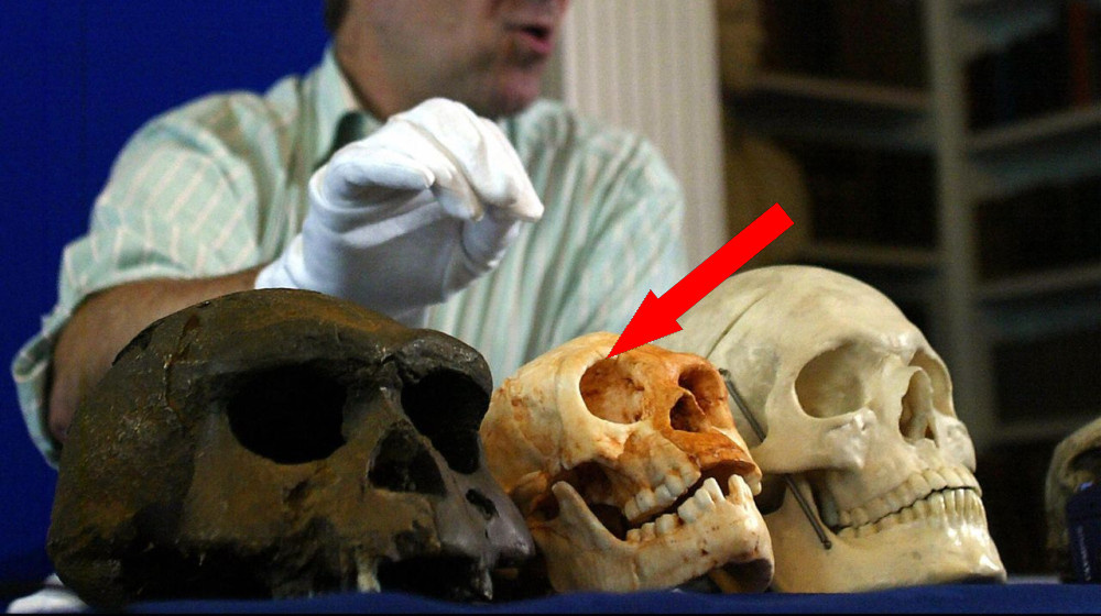    Почему древние хоббиты замедляли рост в детстве и что это значит для истории человека