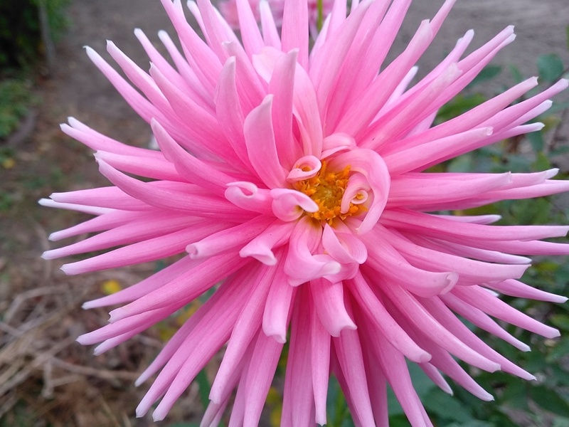 Цветок кактусовой георгины Старс Леди (Dahlia cultorum)