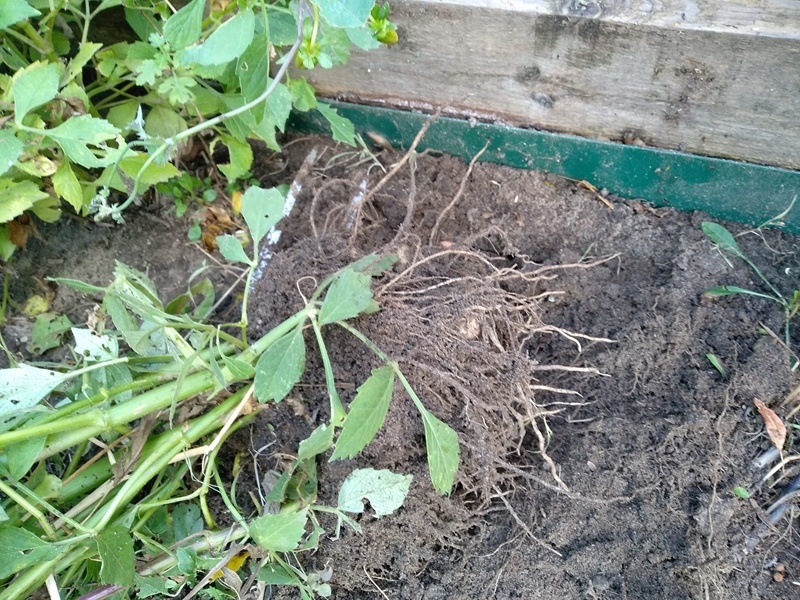 Куст рос вдоль высокой грядки. Поэтому подкапывала с трёх сторон