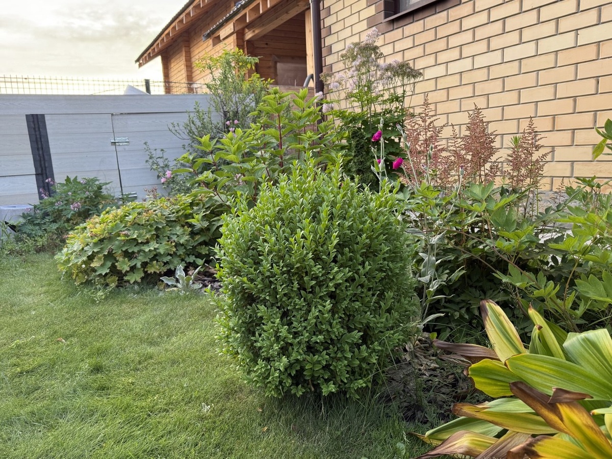 Самшит в моем саду