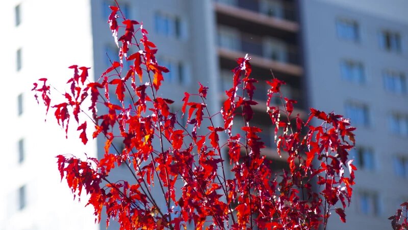     Осень в Барнауле, сентябрь-октябрь 2025. Анна Зайкова