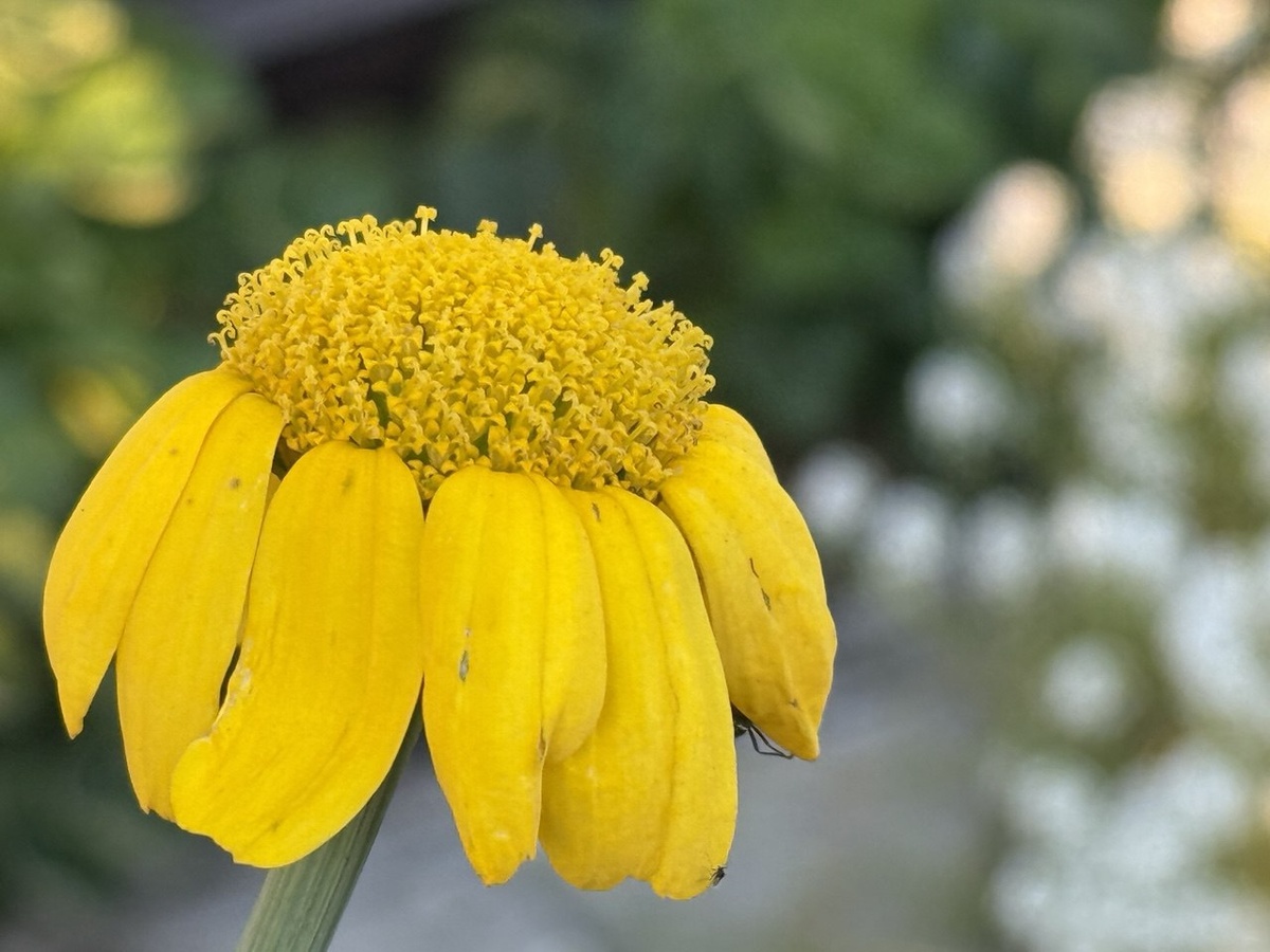 Цветок овощной хризантемы