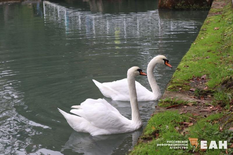    ЕАН. Два лебедя