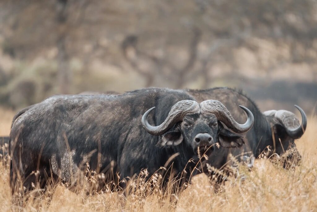 Буйвол является крайне агрессивным животным, которое способно расправиться даже с крупными хищниками вроде львов. Фото: архив Altezza Travel