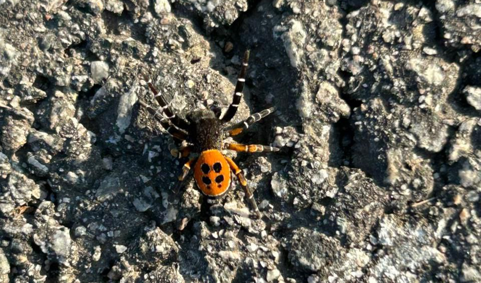 Фото прислано в редакцию портала «Газета «Колос». Уйский район»