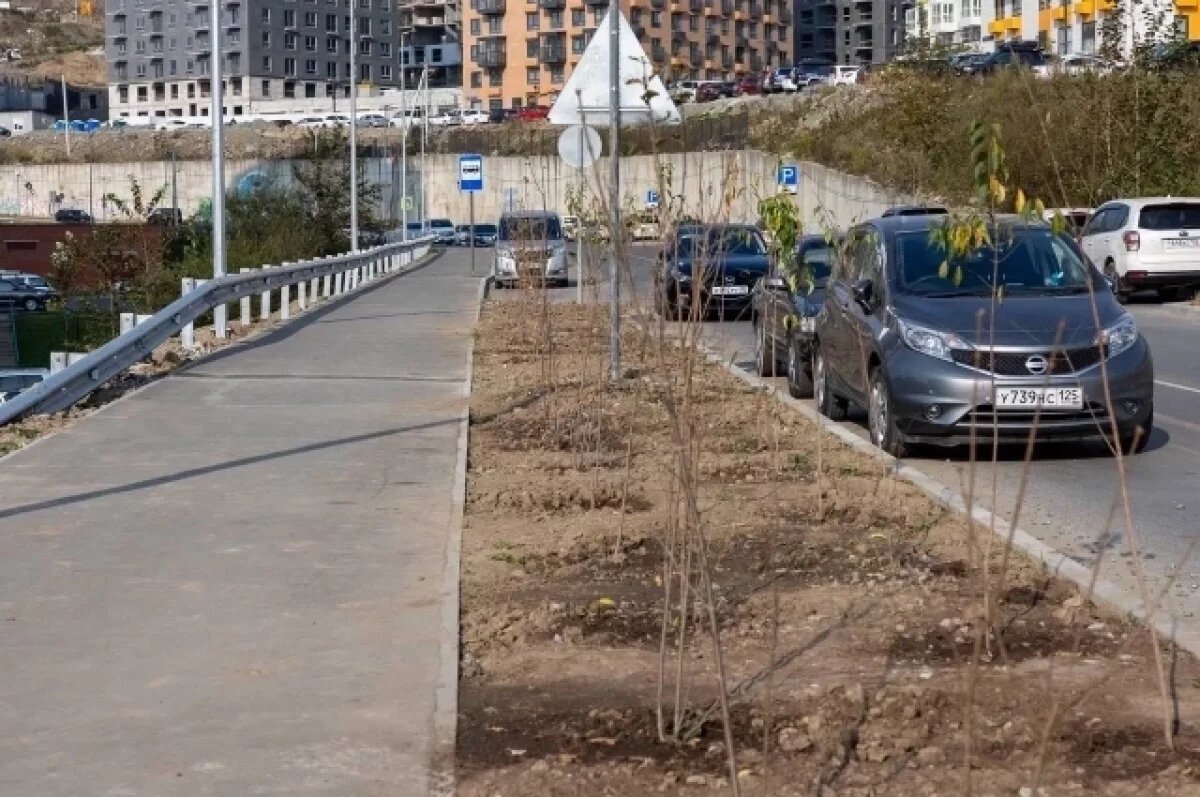    Жители Владивостока высадили Аллею Памяти из 80 деревьев в Патрокле