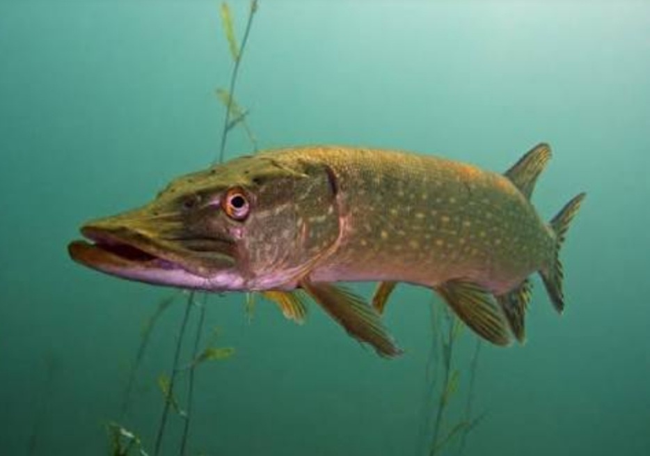 Щука под водой. Речной волк в засаде