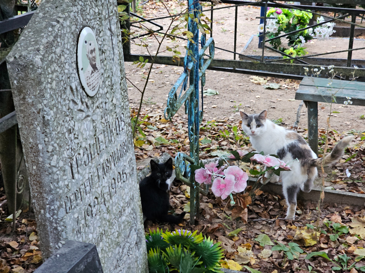 Фото автора. Вот так пытаются выжить кошки на кладбище.