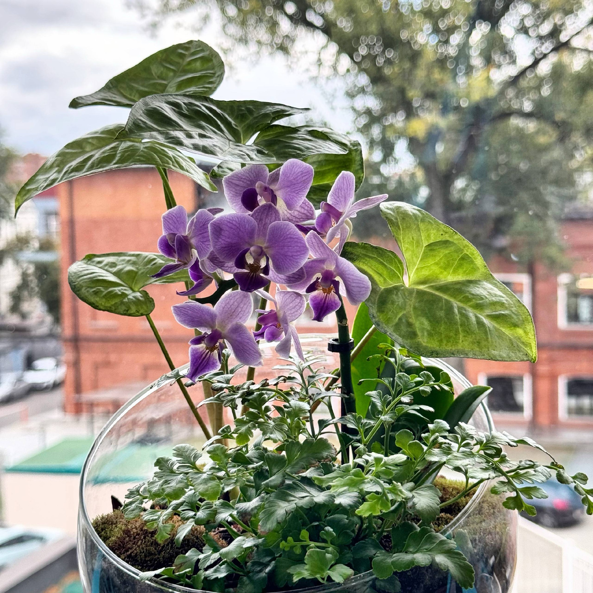 Флорариум учителю