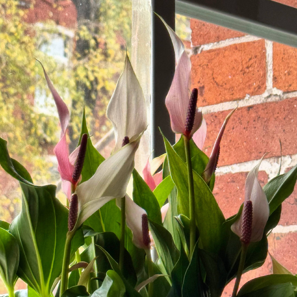 Антуриум учителю