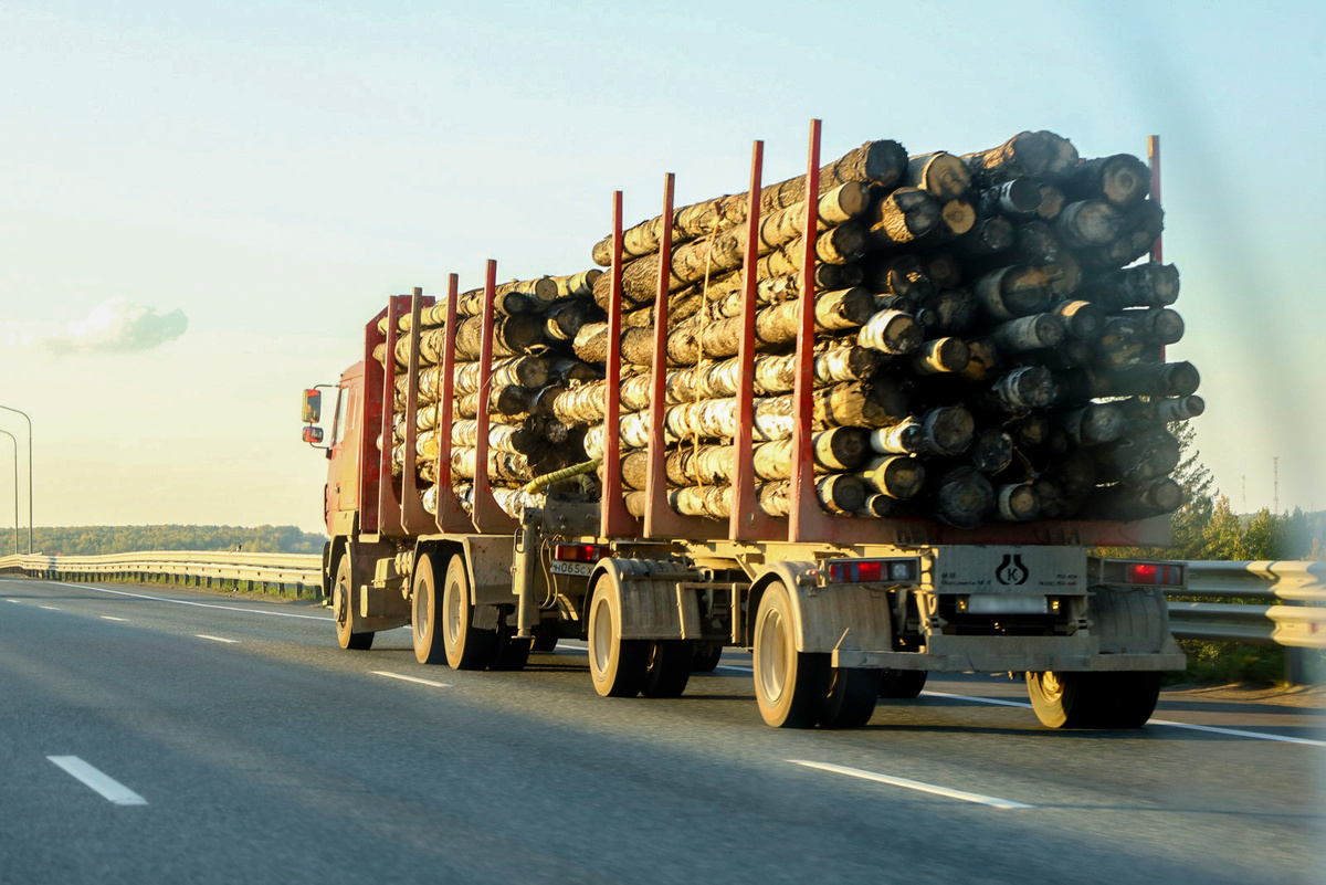 Мужчина отправил за границу свыше 950 кубометров леса.  Фото: ФедералПресс / Елена Майорова