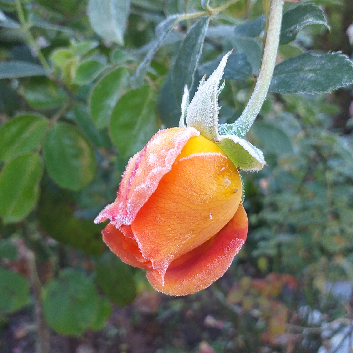 фото автора, роза Леди оф Шалот