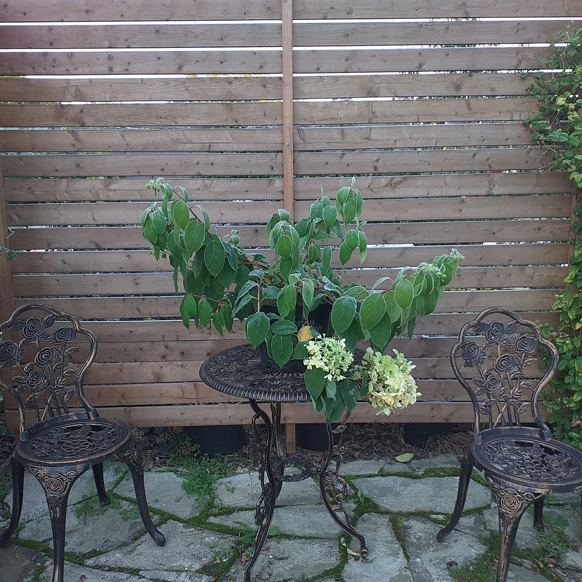 фото автора, метельчатая гортензия Дентель де Горрон после заморозков