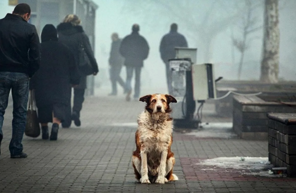 яндекс.картинки