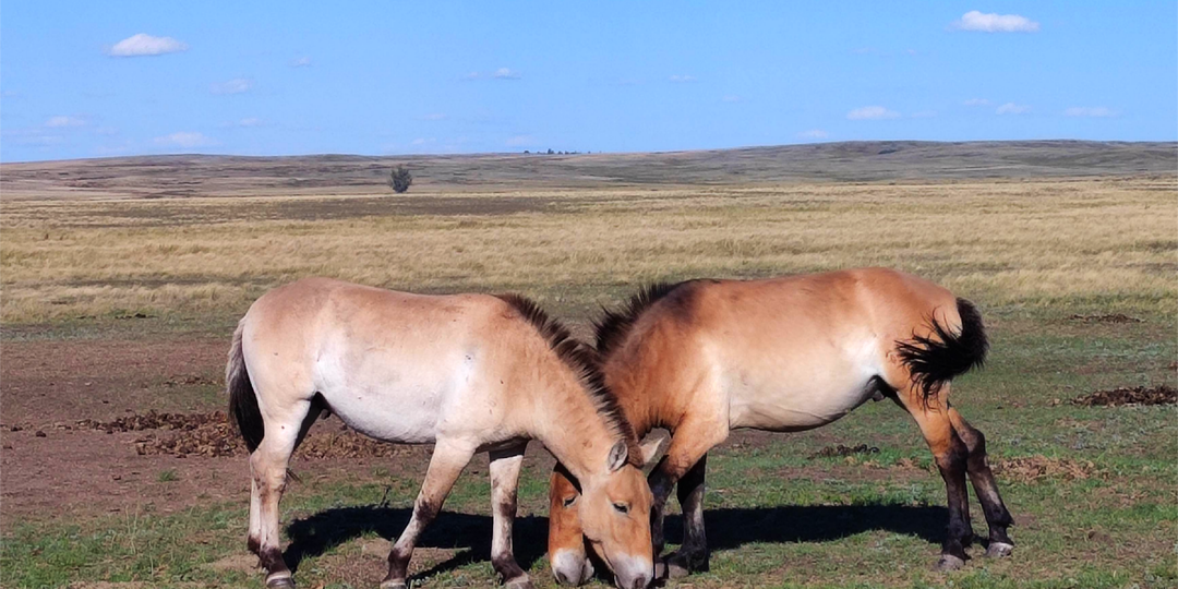 Только здесь можно увидеть диких лошадей Пржевальского
