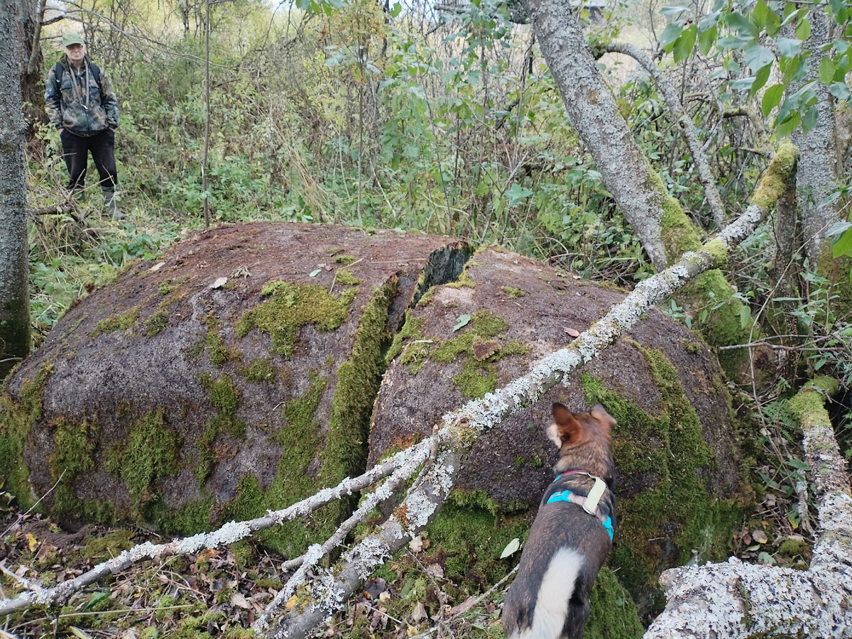 Страж деревни в национальном парке "Смоленское Поозерье"