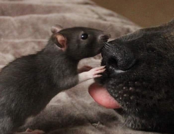 Трогательная история дружбы овчарки и домашней крысы